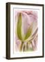 Netherlands, Lisse, Tulip-Hollice Looney-Framed Photographic Print