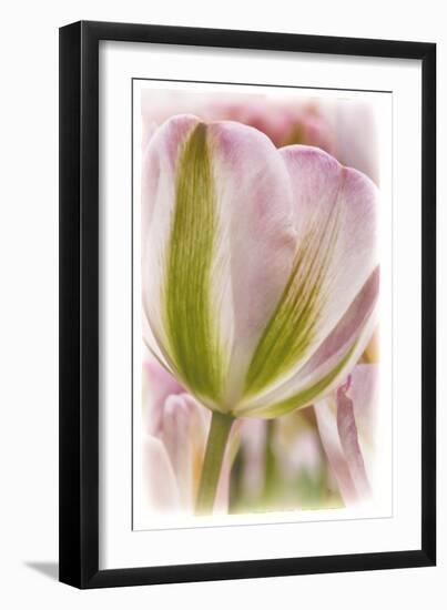 Netherlands, Lisse, Tulip-Hollice Looney-Framed Photographic Print