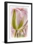 Netherlands, Lisse, Tulip-Hollice Looney-Framed Photographic Print