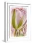 Netherlands, Lisse, Tulip-Hollice Looney-Framed Photographic Print