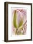 Netherlands, Lisse, Tulip-Hollice Looney-Framed Photographic Print