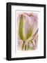 Netherlands, Lisse, Tulip-Hollice Looney-Framed Photographic Print