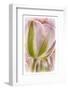 Netherlands, Lisse, Tulip-Hollice Looney-Framed Photographic Print