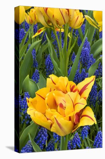 Netherlands, Lisse. Tulips and Grape Hyacinth at Keukenhof Gardens-Jaynes Gallery-Stretched Canvas