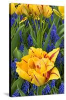 Netherlands, Lisse. Tulips and Grape Hyacinth at Keukenhof Gardens-Jaynes Gallery-Stretched Canvas