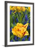 Netherlands, Lisse. Tulips and Grape Hyacinth at Keukenhof Gardens-Jaynes Gallery-Framed Photographic Print