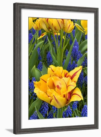 Netherlands, Lisse. Tulips and Grape Hyacinth at Keukenhof Gardens-Jaynes Gallery-Framed Photographic Print