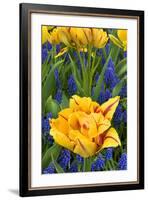 Netherlands, Lisse. Tulips and Grape Hyacinth at Keukenhof Gardens-Jaynes Gallery-Framed Photographic Print