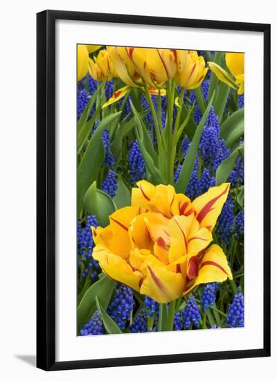 Netherlands, Lisse. Tulips and Grape Hyacinth at Keukenhof Gardens-Jaynes Gallery-Framed Photographic Print