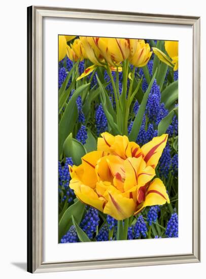 Netherlands, Lisse. Tulips and Grape Hyacinth at Keukenhof Gardens-Jaynes Gallery-Framed Photographic Print