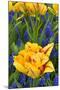 Netherlands, Lisse. Tulips and Grape Hyacinth at Keukenhof Gardens-Jaynes Gallery-Mounted Photographic Print