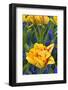 Netherlands, Lisse. Tulips and Grape Hyacinth at Keukenhof Gardens-Jaynes Gallery-Framed Photographic Print