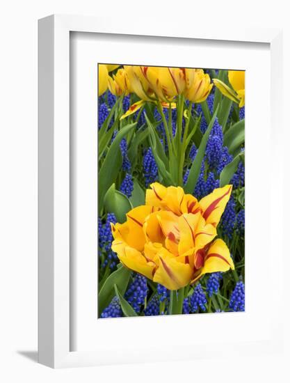 Netherlands, Lisse. Tulips and Grape Hyacinth at Keukenhof Gardens-Jaynes Gallery-Framed Photographic Print