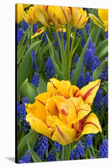 Netherlands, Lisse. Tulips and Grape Hyacinth at Keukenhof Gardens-Jaynes Gallery-Stretched Canvas