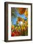 Netherlands, Lisse. Tulips in Keukenhof Gardens.-Jaynes Gallery-Framed Photographic Print