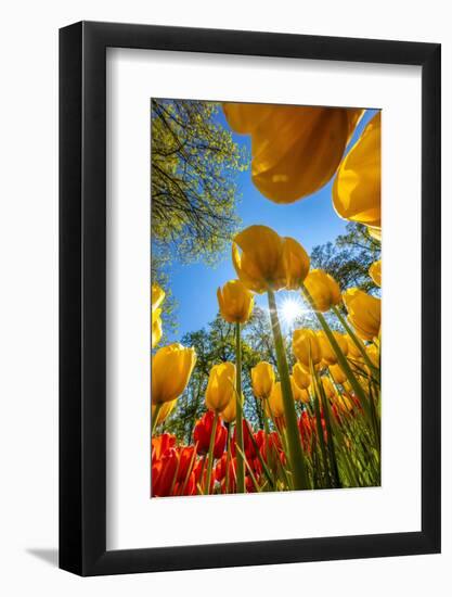 Netherlands, Lisse. Tulips in Keukenhof Gardens.-Jaynes Gallery-Framed Photographic Print