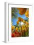 Netherlands, Lisse. Tulips in Keukenhof Gardens.-Jaynes Gallery-Framed Photographic Print