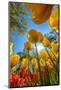 Netherlands, Lisse. Tulips in Keukenhof Gardens.-Jaynes Gallery-Mounted Photographic Print