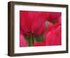 Netherlands, Macro image of colorful tulip-Terry Eggers-Framed Photographic Print
