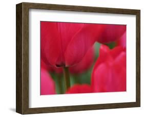 Netherlands, Macro image of colorful tulip-Terry Eggers-Framed Photographic Print