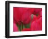 Netherlands, Macro image of colorful tulip-Terry Eggers-Framed Photographic Print