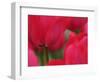 Netherlands, Macro image of colorful tulip-Terry Eggers-Framed Photographic Print