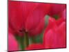 Netherlands, Macro image of colorful tulip-Terry Eggers-Mounted Photographic Print