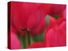 Netherlands, Macro image of colorful tulip-Terry Eggers-Stretched Canvas