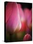 Netherlands, Macro image of colorful tulip-Terry Eggers-Stretched Canvas