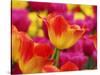 Netherlands, Macro image of colorful tulip-Terry Eggers-Stretched Canvas