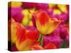 Netherlands, Macro image of colorful tulip-Terry Eggers-Stretched Canvas