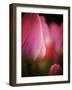 Netherlands, Macro image of colorful tulip-Terry Eggers-Framed Photographic Print