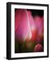 Netherlands, Macro image of colorful tulip-Terry Eggers-Framed Photographic Print