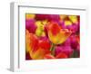 Netherlands, Macro image of colorful tulip-Terry Eggers-Framed Photographic Print