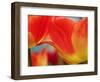 Netherlands, Macro of Colorful Tulip-Terry Eggers-Framed Photographic Print