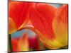 Netherlands, Macro of Colorful Tulip-Terry Eggers-Mounted Photographic Print