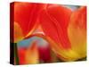 Netherlands, Macro of Colorful Tulip-Terry Eggers-Stretched Canvas