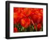 Netherlands, Nord Holland, Red Tulips in Mass-Terry Eggers-Framed Photographic Print