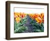 Netherlands, Nord Holland, Tulip Row of bright Orange and Yellow Tulips-Terry Eggers-Framed Photographic Print