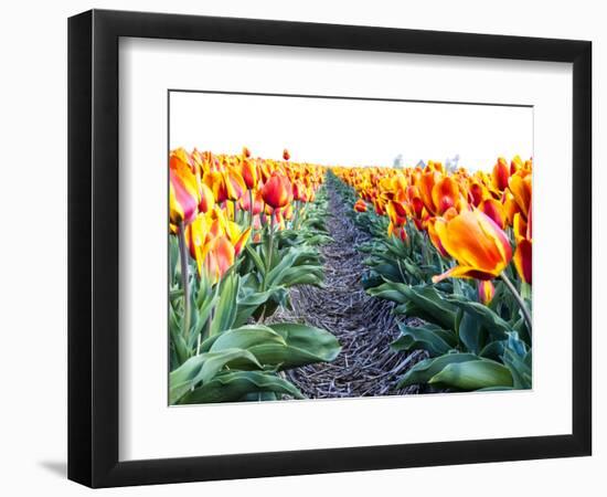 Netherlands, Nord Holland, Tulip Row of bright Orange and Yellow Tulips-Terry Eggers-Framed Photographic Print