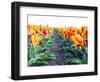 Netherlands, Nord Holland, Tulip Row of bright Orange and Yellow Tulips-Terry Eggers-Framed Photographic Print