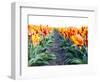 Netherlands, Nord Holland, Tulip Row of bright Orange and Yellow Tulips-Terry Eggers-Framed Photographic Print