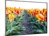 Netherlands, Nord Holland, Tulip Row of bright Orange and Yellow Tulips-Terry Eggers-Mounted Photographic Print