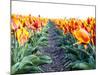 Netherlands, Nord Holland, Tulip Row of bright Orange and Yellow Tulips-Terry Eggers-Mounted Photographic Print