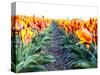 Netherlands, Nord Holland, Tulip Row of bright Orange and Yellow Tulips-Terry Eggers-Stretched Canvas