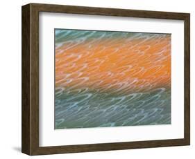 Netherlands, Nord Holland, Tulips and Rain Drops in Patterns-Terry Eggers-Framed Photographic Print