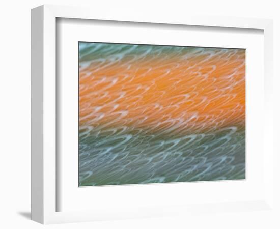 Netherlands, Nord Holland, Tulips and Rain Drops in Patterns-Terry Eggers-Framed Photographic Print