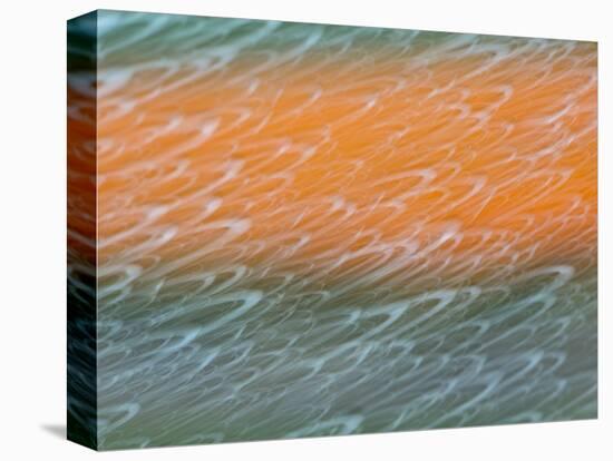 Netherlands, Nord Holland, Tulips and Rain Drops in Patterns-Terry Eggers-Stretched Canvas