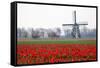 Netherlands, Old wooden windmill in a field of red tulips-Hollice Looney-Framed Stretched Canvas