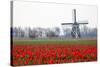 Netherlands, Old wooden windmill in a field of red tulips-Hollice Looney-Stretched Canvas